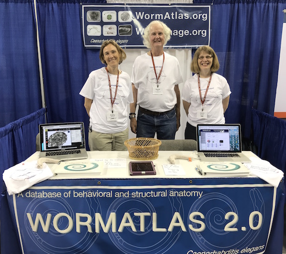 WormAtlas Booth Aging 2017